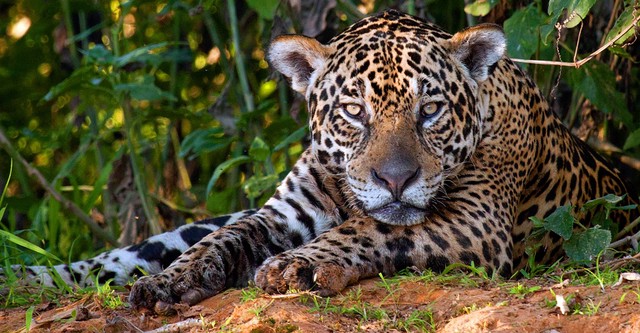 Jaguars: Brazil's Super Cats