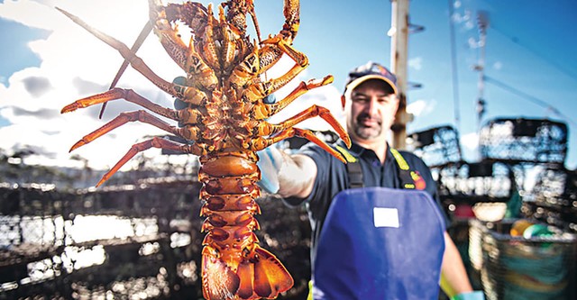 Aussie Lobster Men