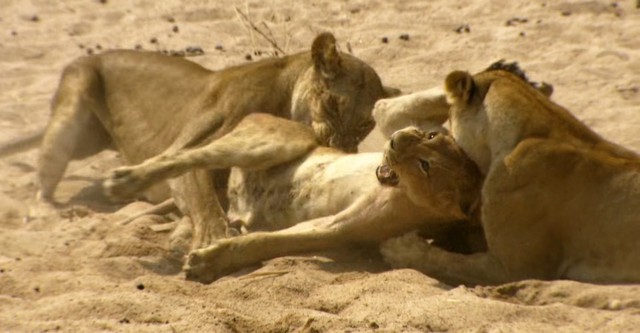 La loi du lion