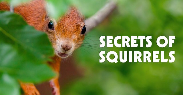 Secrets of Squirrels