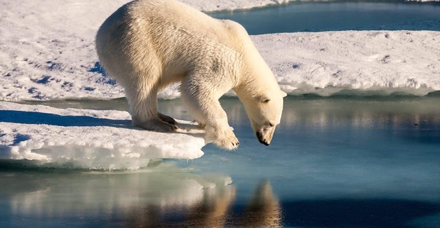 Polar Bears