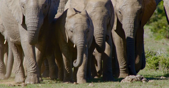 The Great Elephant Tale