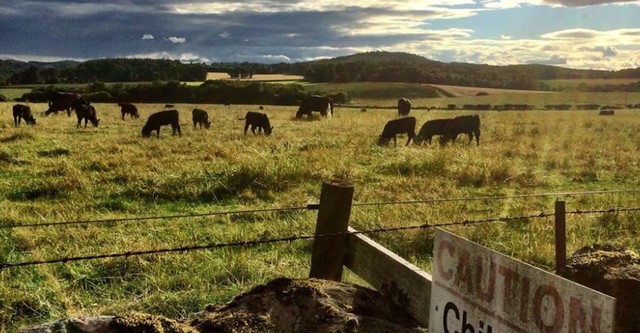 Look Back in Angus