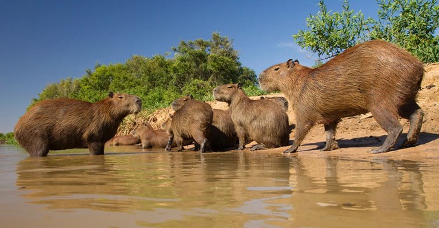 The Giant Capybara