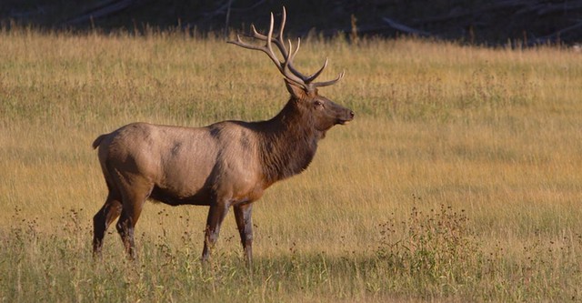 Wildlife of the West