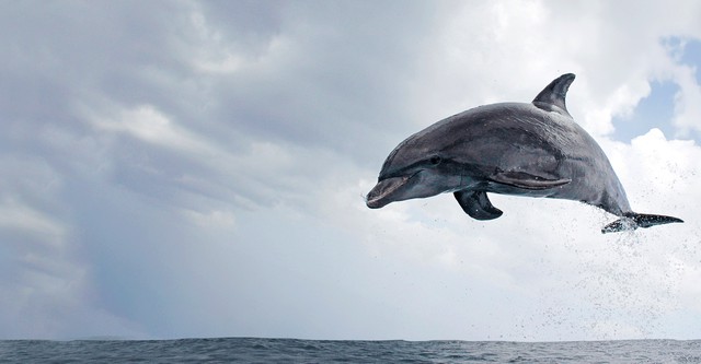Dolphins: Spy in the Pod