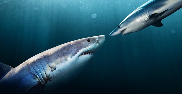 Clash of Killers: Great White vs. Mako