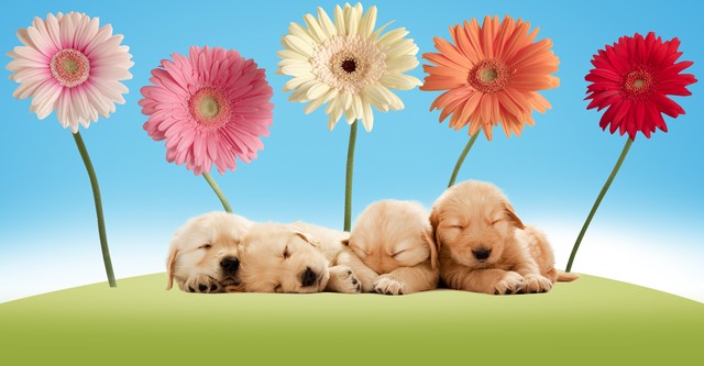 America's Cutest