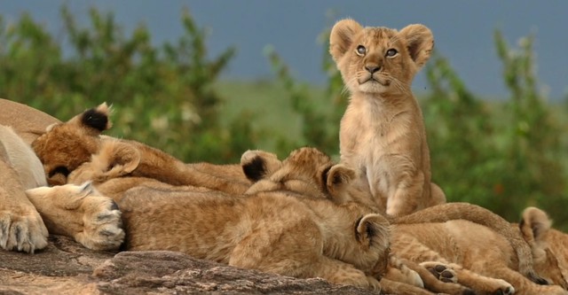 Natoons the Curious Cubs - Learning to be wild