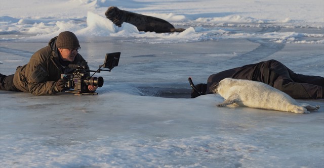 Chasing Walrus (With A Stubborn Photographer)