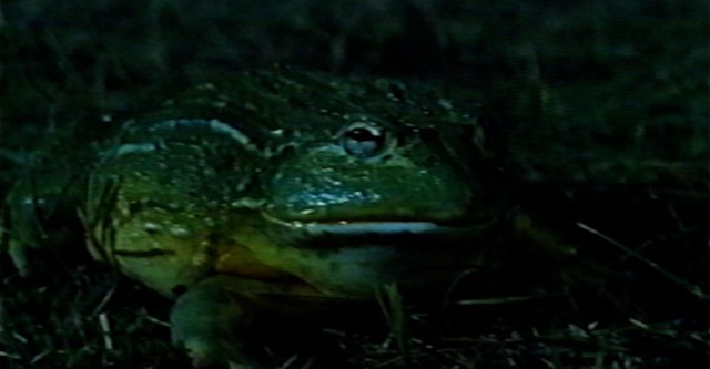 Frogs!