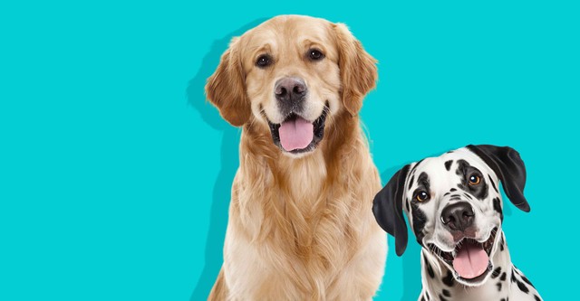 El Encantador de Perros