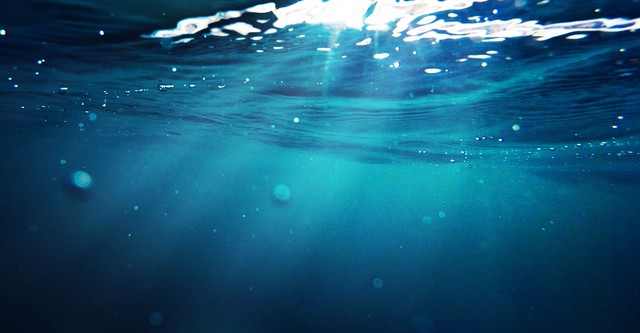 Ocean Predators
