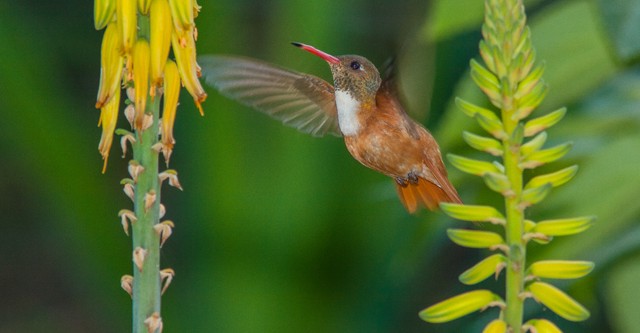 100 Hummingbirds