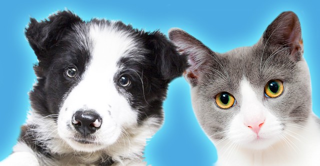 The Funny Life of Pets