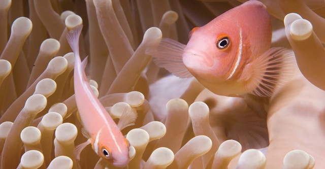 Underwater Palau