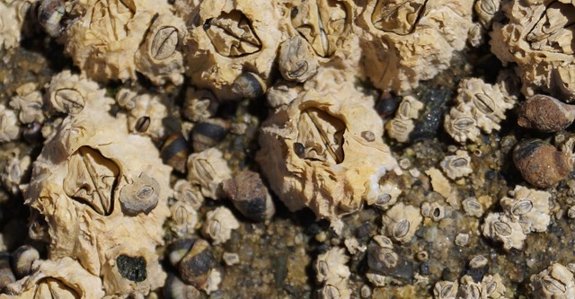 Life in a Tide Pool