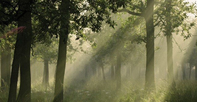 The Adventures of Robin Hood