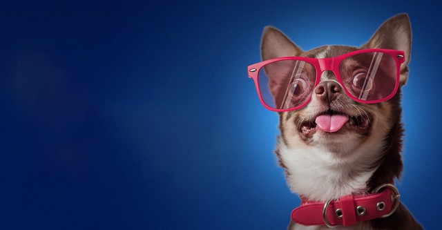 Funniest Pets & People