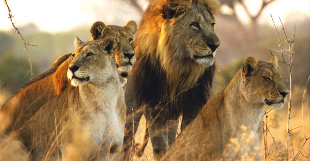 Savage Kingdom
