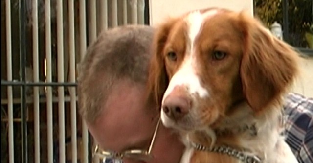 Dogs with Extraordinary Jobs