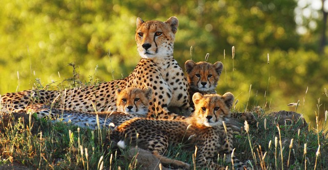 Wild Dynasties
