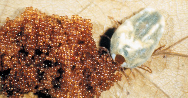 Ticks: The Real Vampires