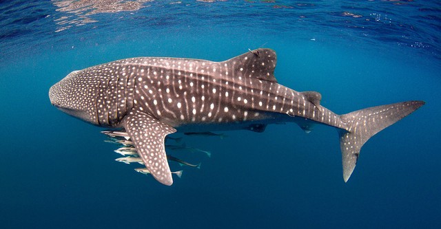 Australia's Oceans