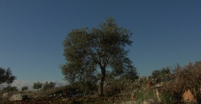 El color de los olivos