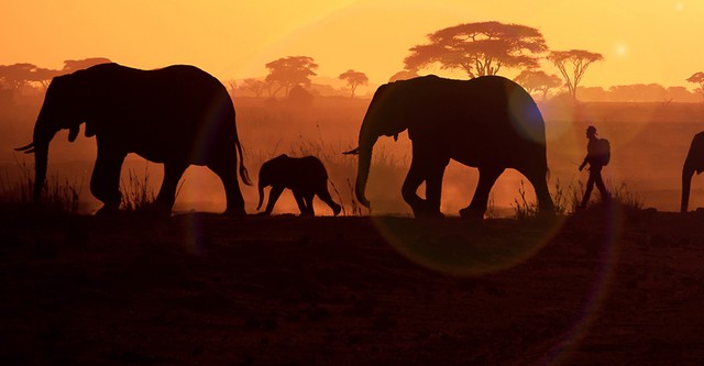 Walking With Elephants
