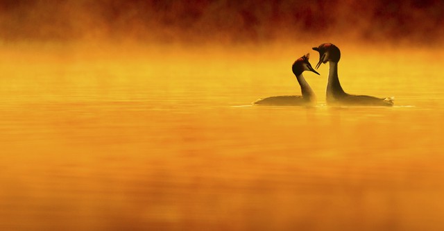 영국 제도의 야생