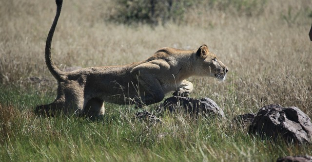 Saving Sirga: Journey into the Heart of a Lion
