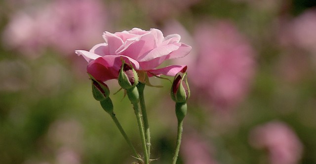 Rose - Queen of Flowers