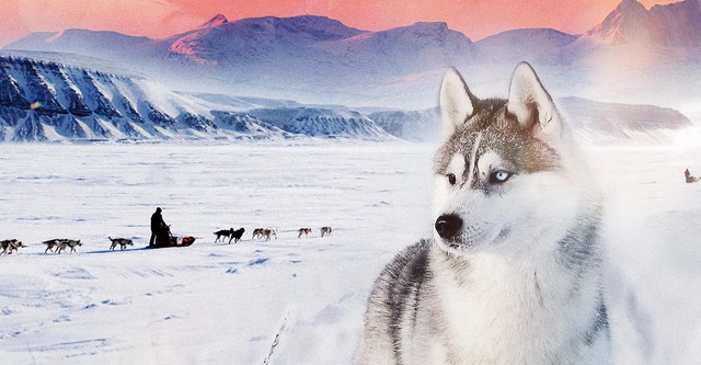 Nicht heulen, Husky