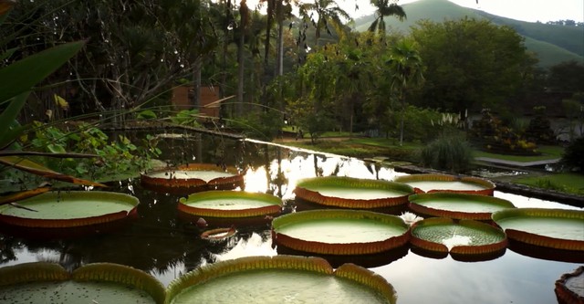 Expedições Burle Marx