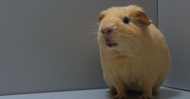 The Real Guinea Pig