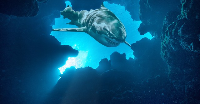 Jaws vs the Blob