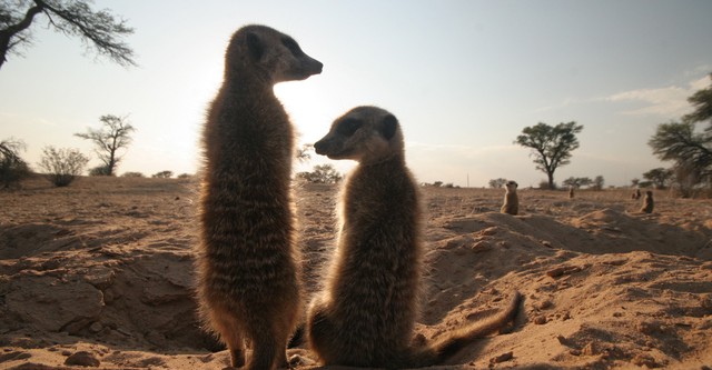 Meerkat Manor
