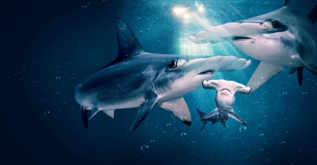 Mothersharker: Hammer Time