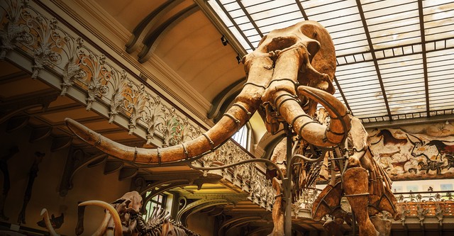 Great Mammoth Mystery