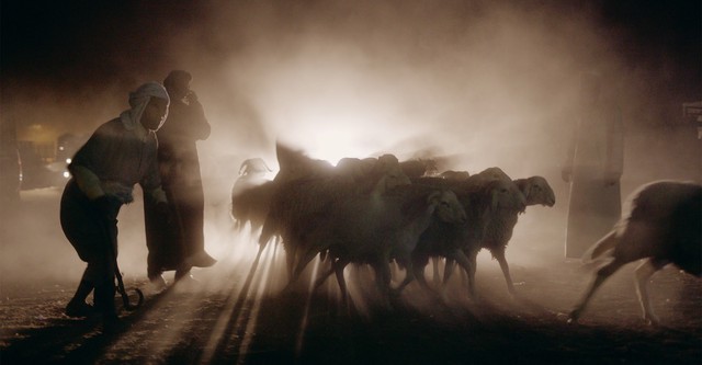 Of Sheep and Men