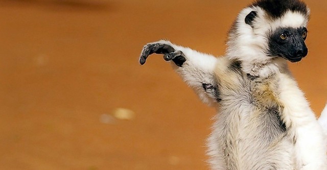 Madagascar, le monde perdu