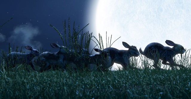Era Uma Vez em Watership Down