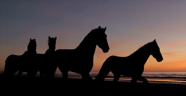 The Caravan Film
