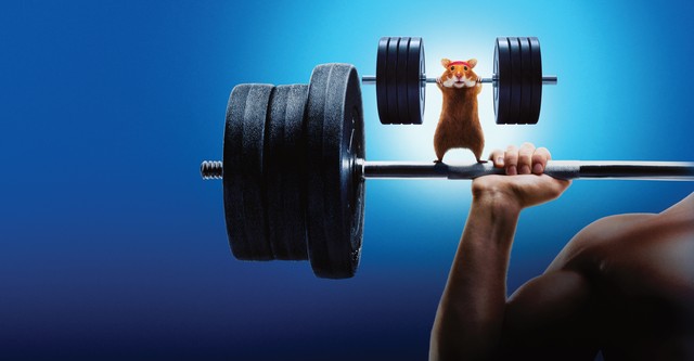 Human vs Hamster