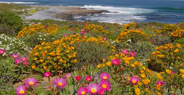 Namaqualand