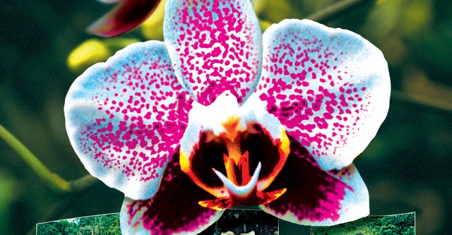 The Secret World of Plants