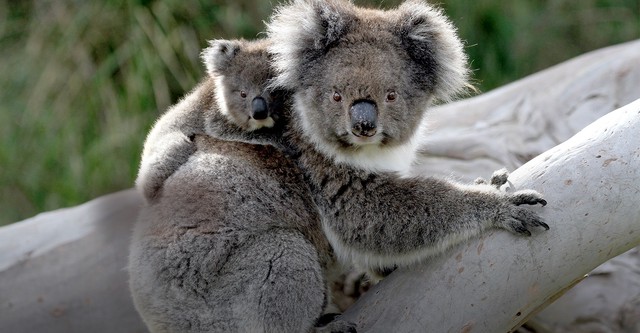 Australia Salvaje