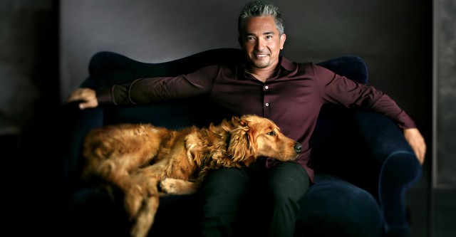 Dog Whisperer