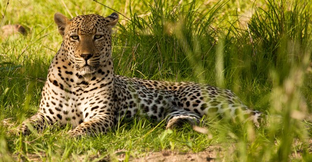 Abenteuer Südafrika: Auf den Spuren von weißen Haien und den Big Five